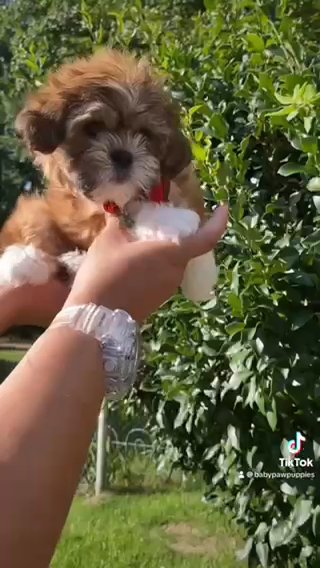 Shorkie Tzu Puppies in Atlanta, Georgia