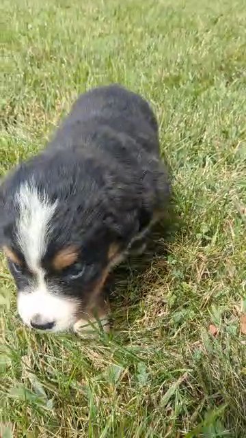 Dakota in Goshen, Indiana