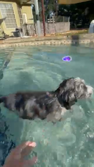 Caney - Female - Australian Mountain Doodle in New Braunfels, Texas
