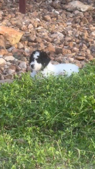 Leona - Australian Mountain Doodle - Female in New Braunfels, Texas