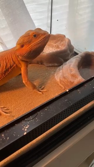 Rehoming bearded dragon in Sarasota, Florida
