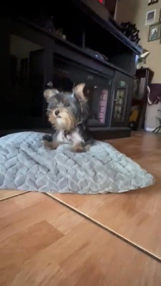 Female Yorkie in Riverside, California