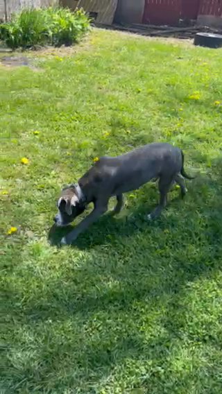 Pit/Cane Corso in Bay Shore, New York