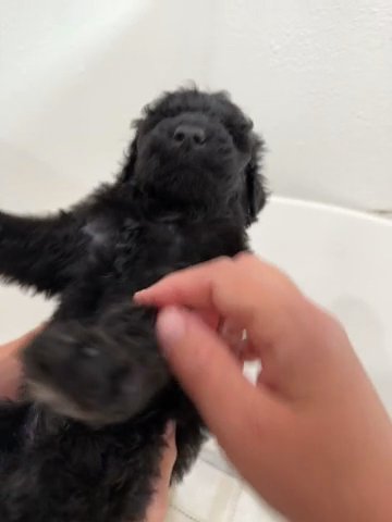 *SOLD* Black Male Goldendoodle in Hammond, Louisiana