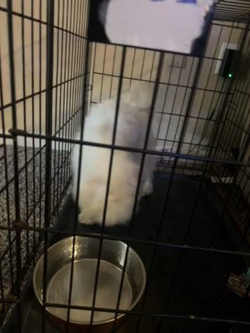 Puppy For Sale in Mesquite, Texas