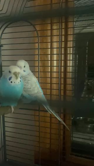 Budgie Pair in Puyallup, Washington