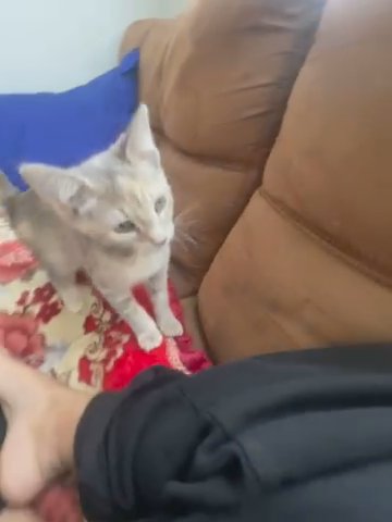 cute really play-full kitty in Reynoldsburg, Ohio