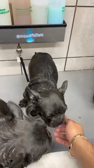 8 Month Old Female Frenchie in Dallas, Texas