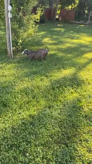 Pit/Cane Corso in Bay Shore, New York