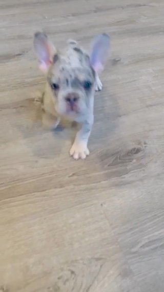 Blue Merle Girl 9 Weeks in Pittsburgh, Pennsylvania