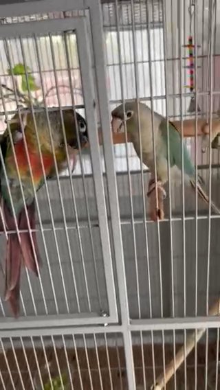 2 green-cheeked parakeet/green-cheeked conure in Charlotte, North Carolina