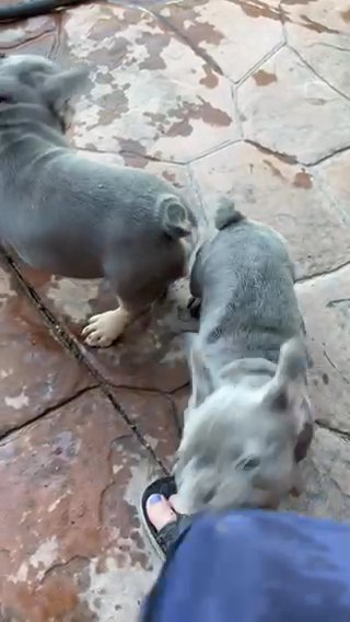 Blue Lilac Frenchie Puppies AKC in Gilbert, Arizona