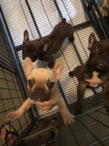French Bulldogs in Cincinnati, Ohio