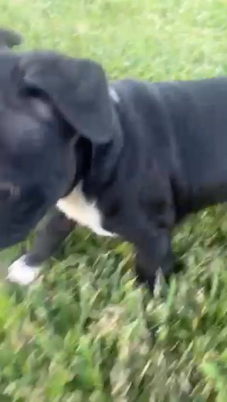 Boston Terrier Puppy in Ontario, California