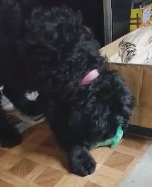 *Rare* AKC Black Russian Terrier - 1 Female Left in Mason City, Iowa