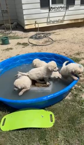 Kuvasz Puppies Available- 13 Weeks Old in Lima, Ohio