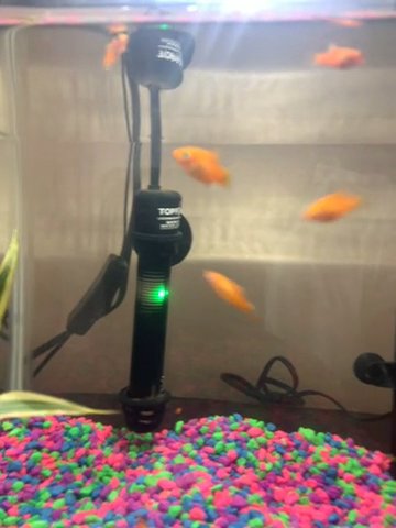 Baby Sunburst fish in Bloomington, Illinois