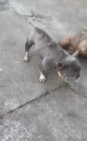 French Bulldog in Long Beach, California