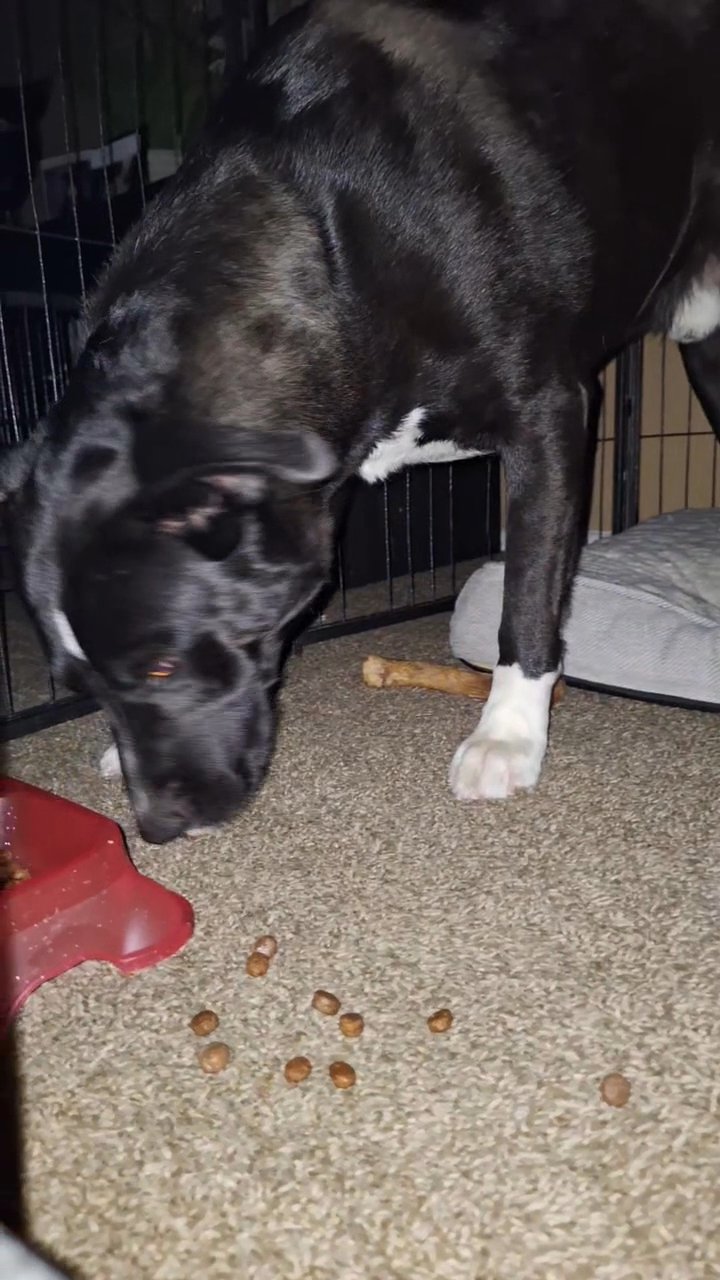 we call this pretty boy Lux ? in San Bernardino, California