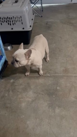 Blue And Cream French Bulldog in Elk Grove, California