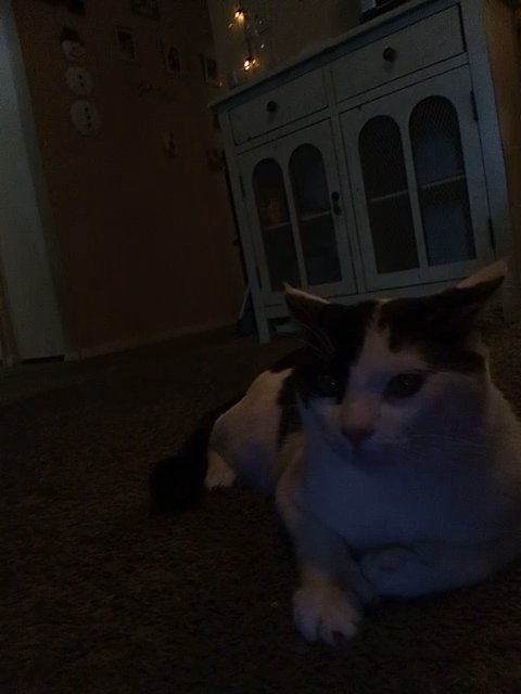Boy Cat black and white in Broken Arrow, Oklahoma