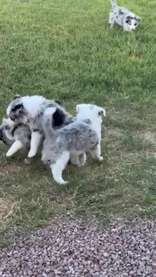 Border Aussie Puppies in Eloy, Arizona