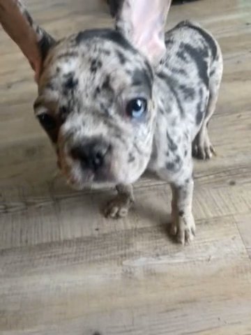 French Bulldog Paris in Alexandria, Virginia