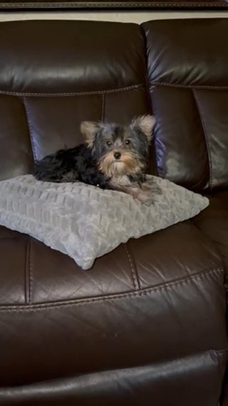 Yorkie in Riverside, California