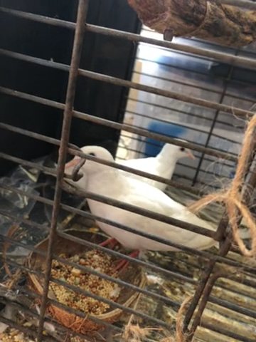 Two Little Doves in Spring, Texas
