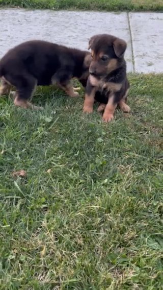 German Shepherd Puppies 3 Girls And 3 Boys in Chicago, Illinois