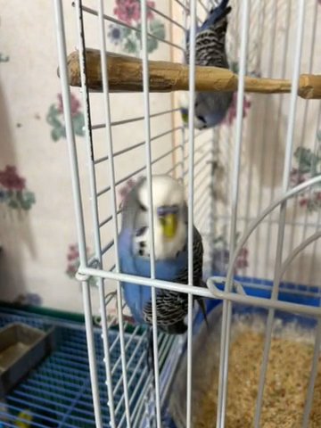 Male Budgies For Sale in Beaver Dam, Wisconsin