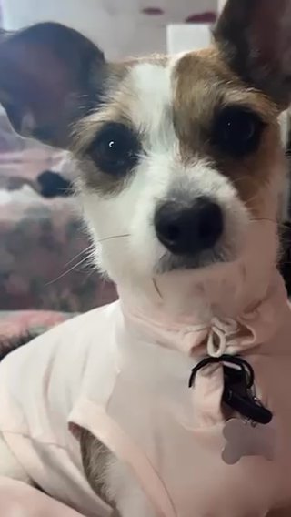 Terrier/poodle For Sale in Delray Beach, Florida