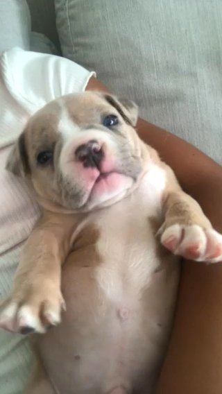Cute Exotic Micro Bullies!! in Detroit, Michigan