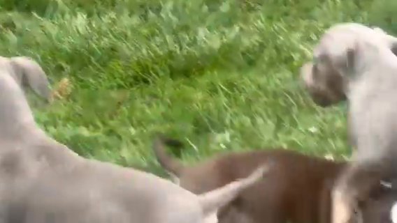 Tri American Bully in Columbus, Ohio