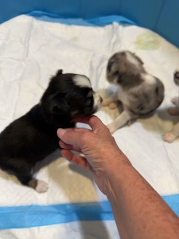 Toy Aussies in Houston, Texas