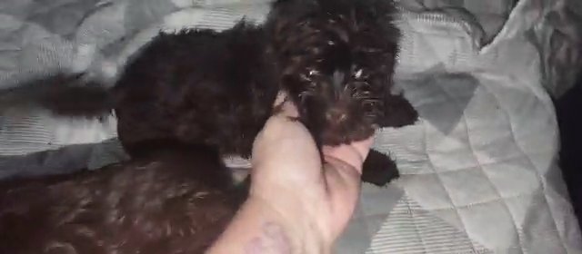 ?SOLD?Super Dark Chocolate Shorkie BOY in Sikeston, Missouri