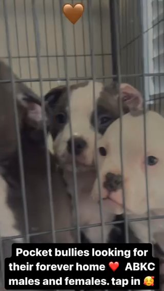 Pocket Bullies in Rochester, New York