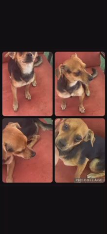 free miami dog in Miami, Florida