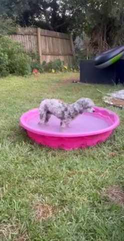 blue eyed poodle in Pensacola, Florida