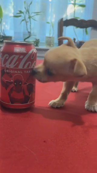 Teacup Chihuahua Boy Puppy in Charlotte, North Carolina