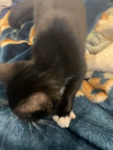 Black Kitten in New York City, New York