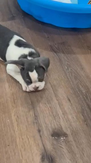 Pied Frenchies in Pittsburgh, Pennsylvania