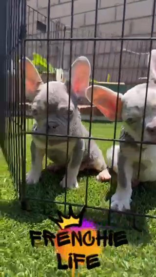 French Bulldogs in Queen Creek, Arizona
