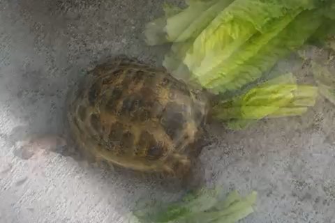 Turtle in Kissimmee, Florida