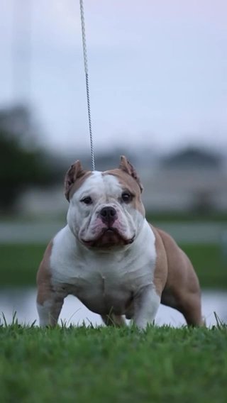 Open For Stud in St. Cloud, Florida
