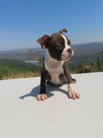 Boston Terrier puppy in Oroville, California