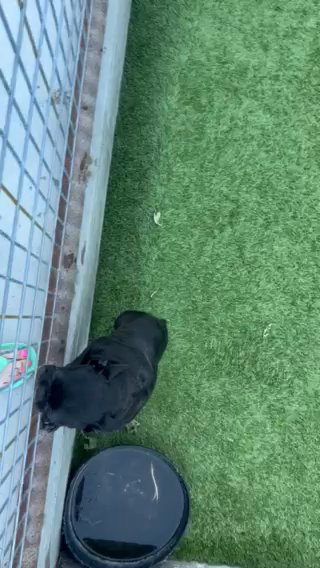 Frenchie Girl in Weatherford, Texas