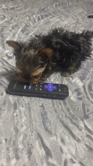 Teacup Male Yorkie in Gainesville, Florida
