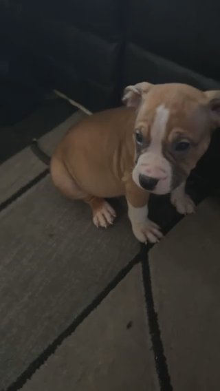 american bully in South Bend, Indiana