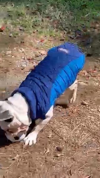 Blue French Bulldog For Sale in Charleston, South Carolina